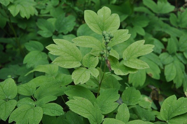 Muat turun percuma Green Plant - foto atau gambar percuma untuk diedit dengan editor imej dalam talian GIMP