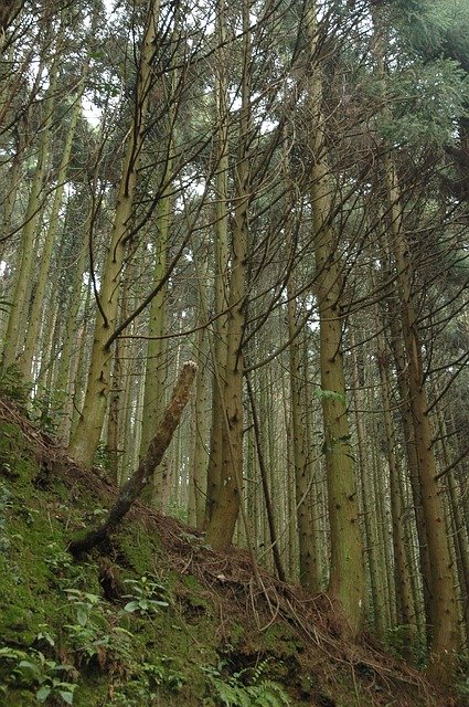 Téléchargement gratuit de Green Plant Forest - photo ou image gratuite à éditer avec l'éditeur d'images en ligne GIMP