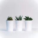 Green Plant In White Ceramic Pot  screen for extension Chrome web store in OffiDocs Chromium