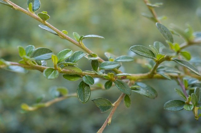 Gratis download Green Plant Leaves - gratis gratis foto of afbeelding om te bewerken met GIMP online afbeeldingseditor