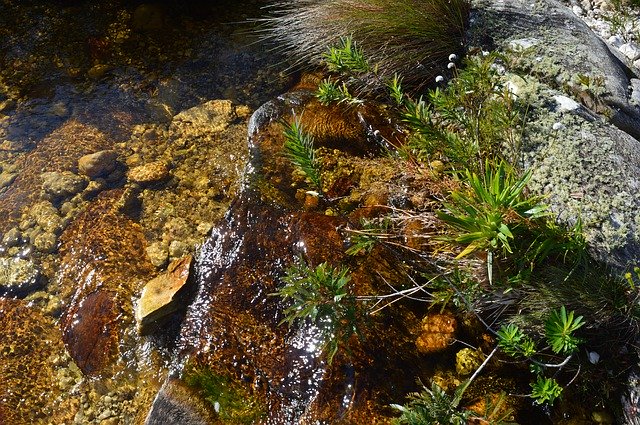 Bezpłatne pobieranie Green Plant Mountain - bezpłatne zdjęcie lub obraz do edycji za pomocą internetowego edytora obrazów GIMP