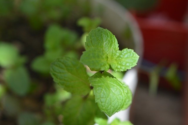 ดาวน์โหลดฟรี Green Plants Plant - ภาพถ่ายหรือรูปภาพฟรีที่จะแก้ไขด้วยโปรแกรมแก้ไขรูปภาพออนไลน์ GIMP