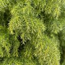 GREEN PLANT Theme  screen for extension Chrome web store in OffiDocs Chromium