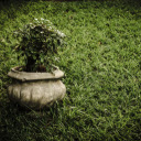 Green potted plants on the grass garden  screen for extension Chrome web store in OffiDocs Chromium