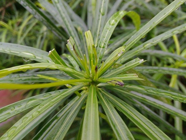 Tải xuống miễn phí Green Rain On Leaves - ảnh hoặc ảnh miễn phí được chỉnh sửa bằng trình chỉnh sửa ảnh trực tuyến GIMP