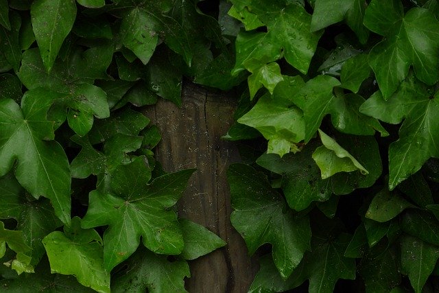 הורדה חינם של Green Ranke Leaves - תמונה או תמונה בחינם לעריכה עם עורך התמונות המקוון של GIMP