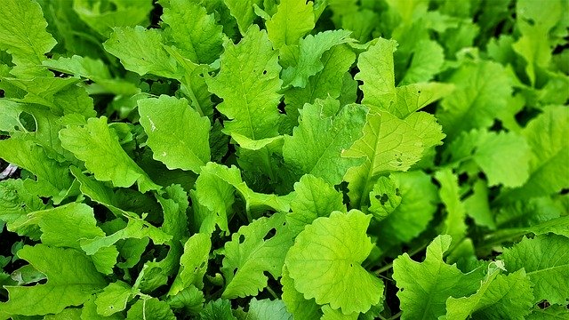 Download grátis Greens Free Leaf Vegetables Cold - foto ou imagem grátis para ser editada com o editor de imagens online GIMP