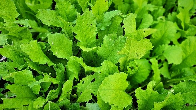 Безкоштовно завантажити Greens Free Leaf Vegetables Cold - безкоштовне фото або зображення для редагування за допомогою онлайн-редактора зображень GIMP