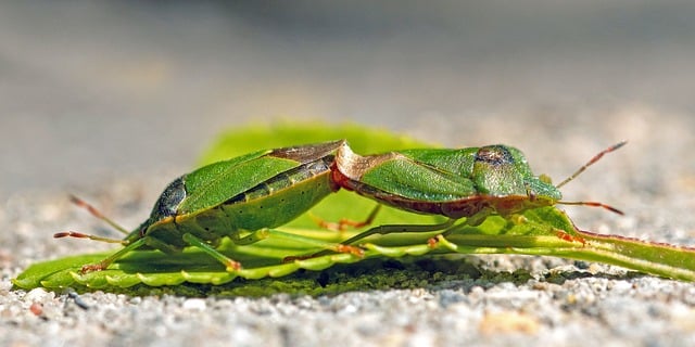 Free download green shield bug stink bug bug free picture to be edited with GIMP free online image editor