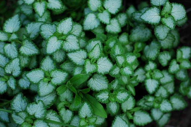 Free download greens plants bloom nature leaves free picture to be edited with GIMP free online image editor