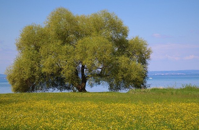 Free download green spring lone tree april lush free picture to be edited with GIMP free online image editor