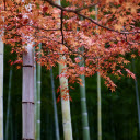 Green stem and red leaves  screen for extension Chrome web store in OffiDocs Chromium
