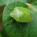 Green stink bug  screen for extension Chrome web store in OffiDocs Chromium