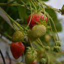 Green strawberries  screen for extension Chrome web store in OffiDocs Chromium