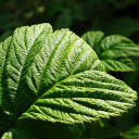 Green strawberry leaf  screen for extension Chrome web store in OffiDocs Chromium