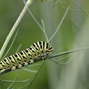 Green striped worm  screen for extension Chrome web store in OffiDocs Chromium