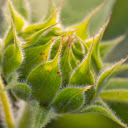 Green sunflower  screen for extension Chrome web store in OffiDocs Chromium