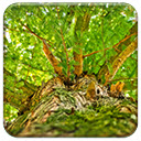 Green Tree  screen for extension Chrome web store in OffiDocs Chromium