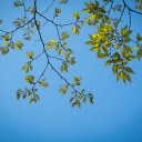 Green tree branches  screen for extension Chrome web store in OffiDocs Chromium
