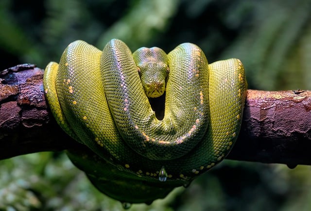 Bezpłatne pobieranie zielonego drzewa python python constrictor bezpłatne zdjęcie do edycji za pomocą bezpłatnego edytora obrazów online GIMP
