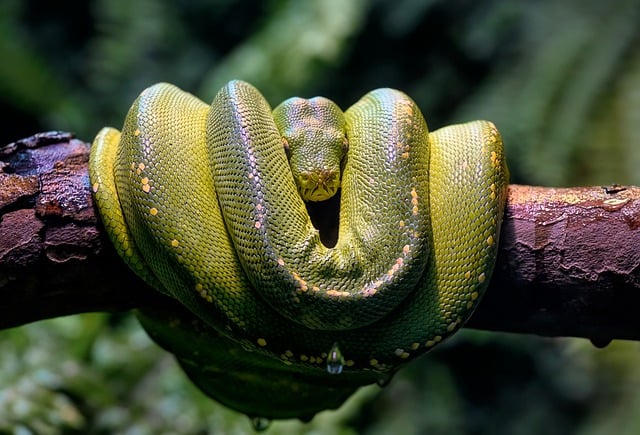 Descarga gratuita de la imagen gratuita de Green Tree Python Python Constrictor para editar con el editor de imágenes en línea gratuito GIMP