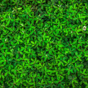 Green trees  screen for extension Chrome web store in OffiDocs Chromium