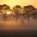 Green Trees during Golden Hour  screen for extension Chrome web store in OffiDocs Chromium