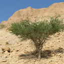 Green trees in the desert  screen for extension Chrome web store in OffiDocs Chromium