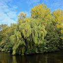 Green trees in the middle of the lake  screen for extension Chrome web store in OffiDocs Chromium