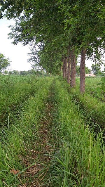 Descărcare gratuită Green Trees Rainy - fotografie sau imagini gratuite pentru a fi editate cu editorul de imagini online GIMP