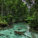 Green Trees with River in Rain Forest  screen for extension Chrome web store in OffiDocs Chromium