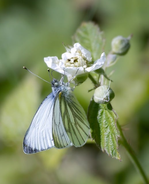 Free download green veined white butterfly nature free picture to be edited with GIMP free online image editor