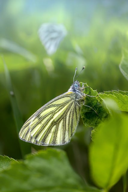 Free download green veined white pieris napi free picture to be edited with GIMP free online image editor