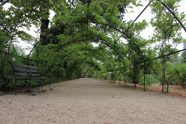 Gratis download Green Walk Way Nature - gratis gratis foto of afbeelding om te bewerken met GIMP online afbeeldingseditor