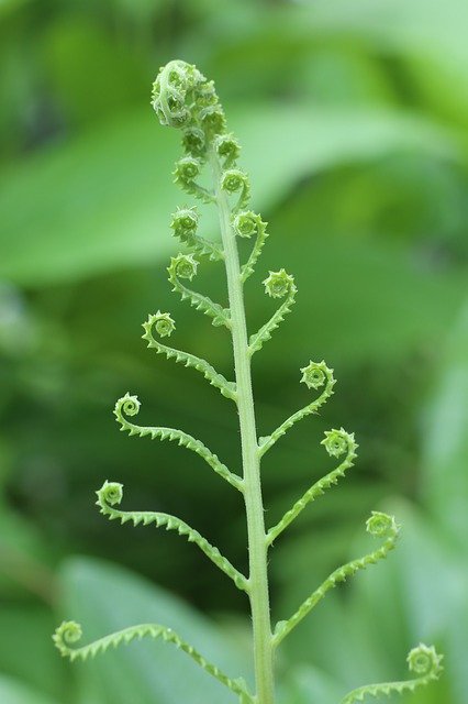 Free download green wetland plant fern outdoor free picture to be edited with GIMP free online image editor