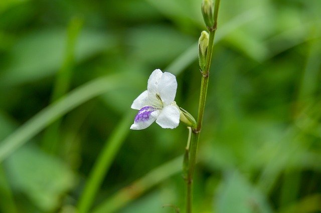 تنزيل Green White Flower مجانًا - صورة أو صورة مجانية ليتم تحريرها باستخدام محرر الصور عبر الإنترنت GIMP