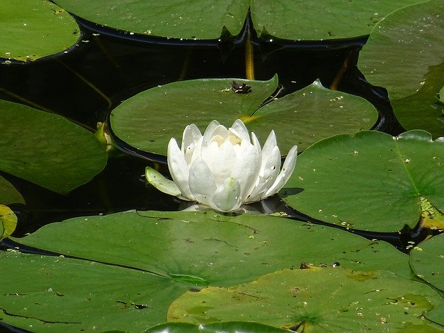 Gratis download Green White Water Lily - gratis foto of afbeelding om te bewerken met GIMP online afbeeldingseditor