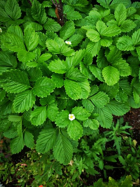 Free download Green Wild Strawberry -  free free photo or picture to be edited with GIMP online image editor