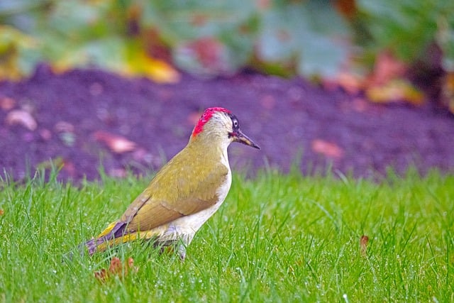 Free download green woodpecker bird animal free picture to be edited with GIMP free online image editor