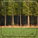 Green Woods  screen for extension Chrome web store in OffiDocs Chromium