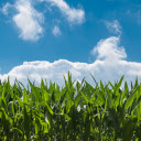 Green young corn field  screen for extension Chrome web store in OffiDocs Chromium