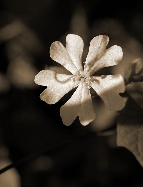 花のグリーティング カードを無料ダウンロード - GIMP オンライン画像エディターで編集できる無料の写真または画像