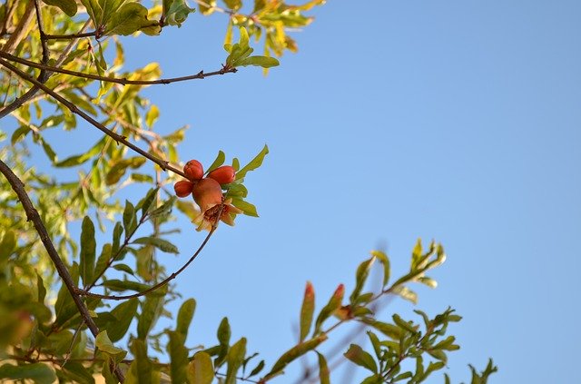 Free download Grenades Futa -  free photo or picture to be edited with GIMP online image editor