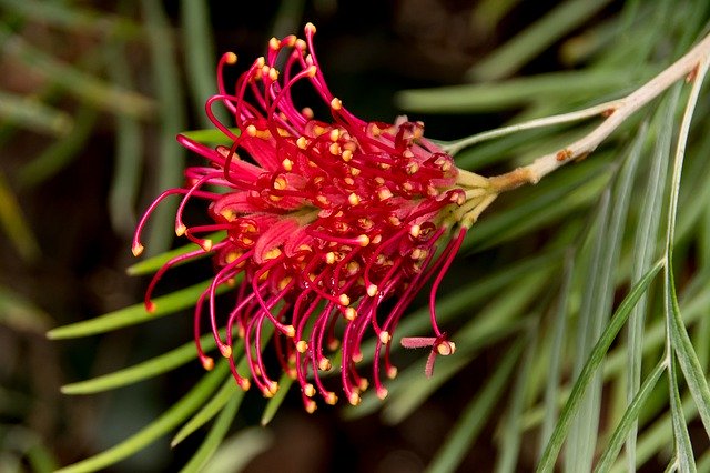 Free download Grevillea Flower Australian -  free photo or picture to be edited with GIMP online image editor