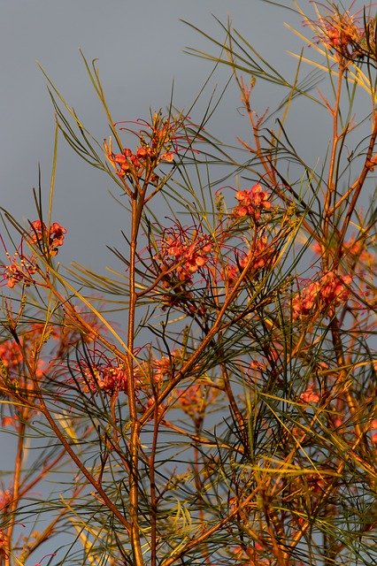 Free download Grevillea Flowers Shrub -  free photo or picture to be edited with GIMP online image editor