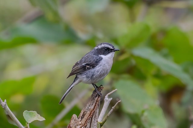 Free download grey bushchat bird wildlife animal free picture to be edited with GIMP free online image editor