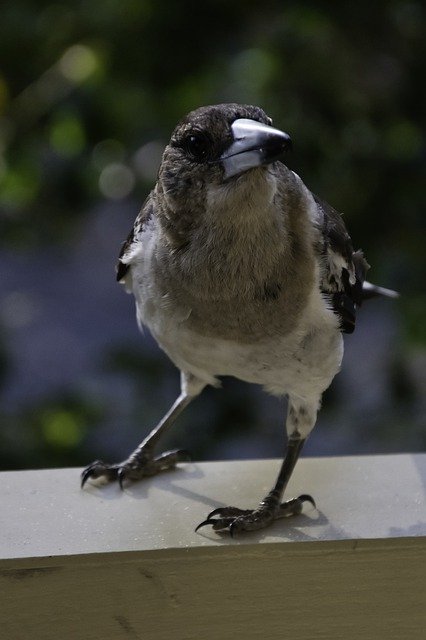 Free download Grey Butcher Bird Australia -  free free photo or picture to be edited with GIMP online image editor