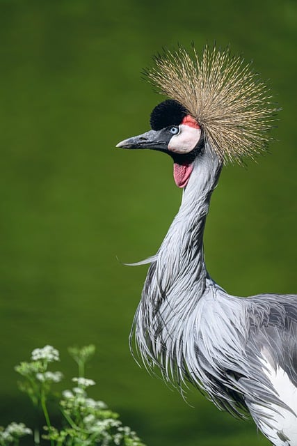 Descarga gratuita Grey Crowned Crane Bird Animal - foto o imagen gratuita para editar con el editor de imágenes en línea GIMP