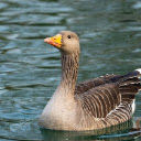 GREY GOOSE THEME  screen for extension Chrome web store in OffiDocs Chromium