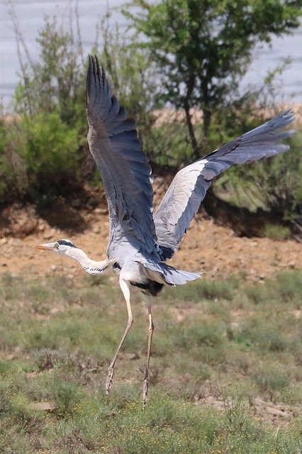 Free download Grey Heron Africa Bird -  free photo or picture to be edited with GIMP online image editor